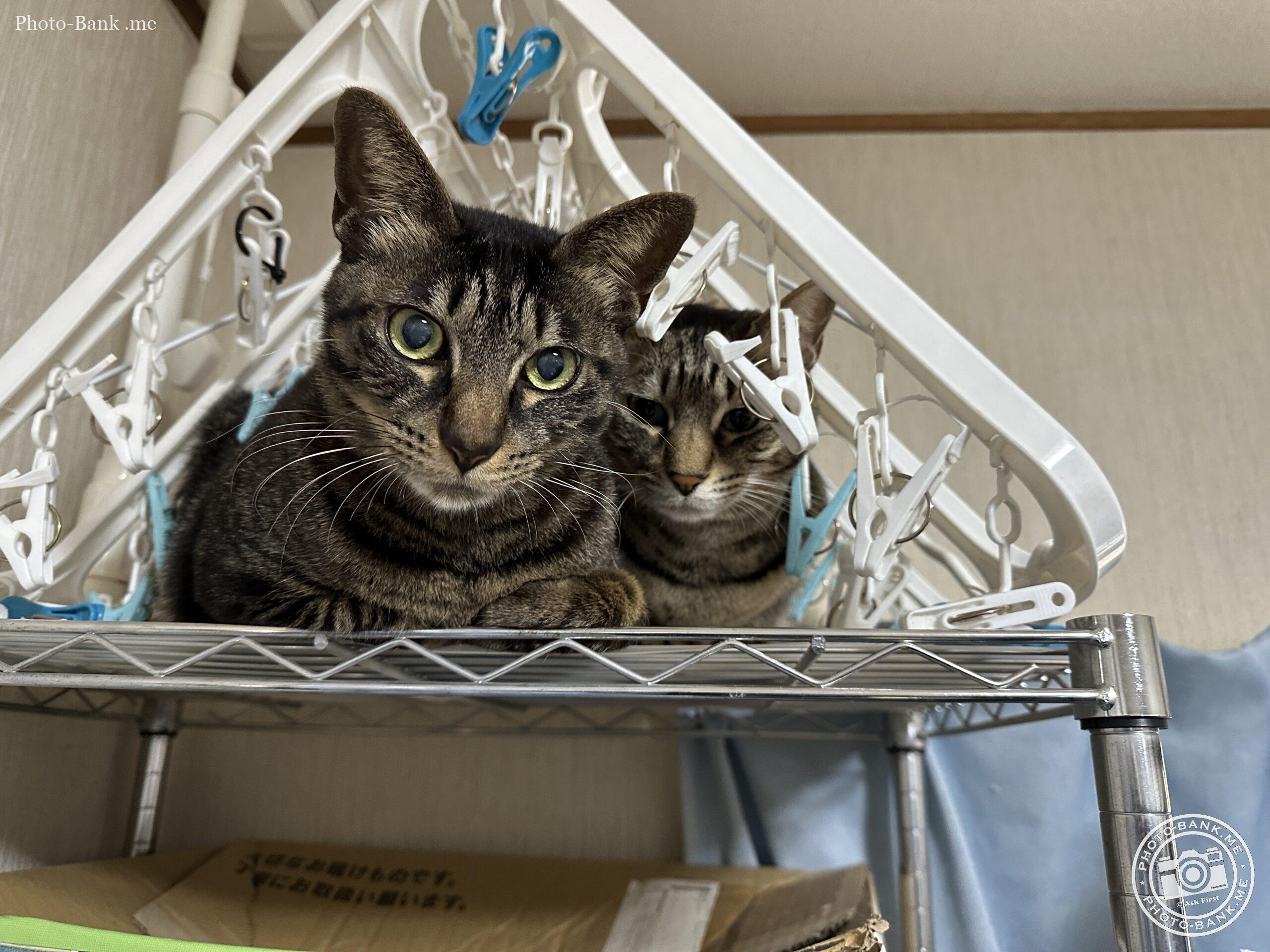 物干しラックの上の兄弟猫、日向ぼっこでリラックス。二匹の猫が物干しラックの上に座っている。