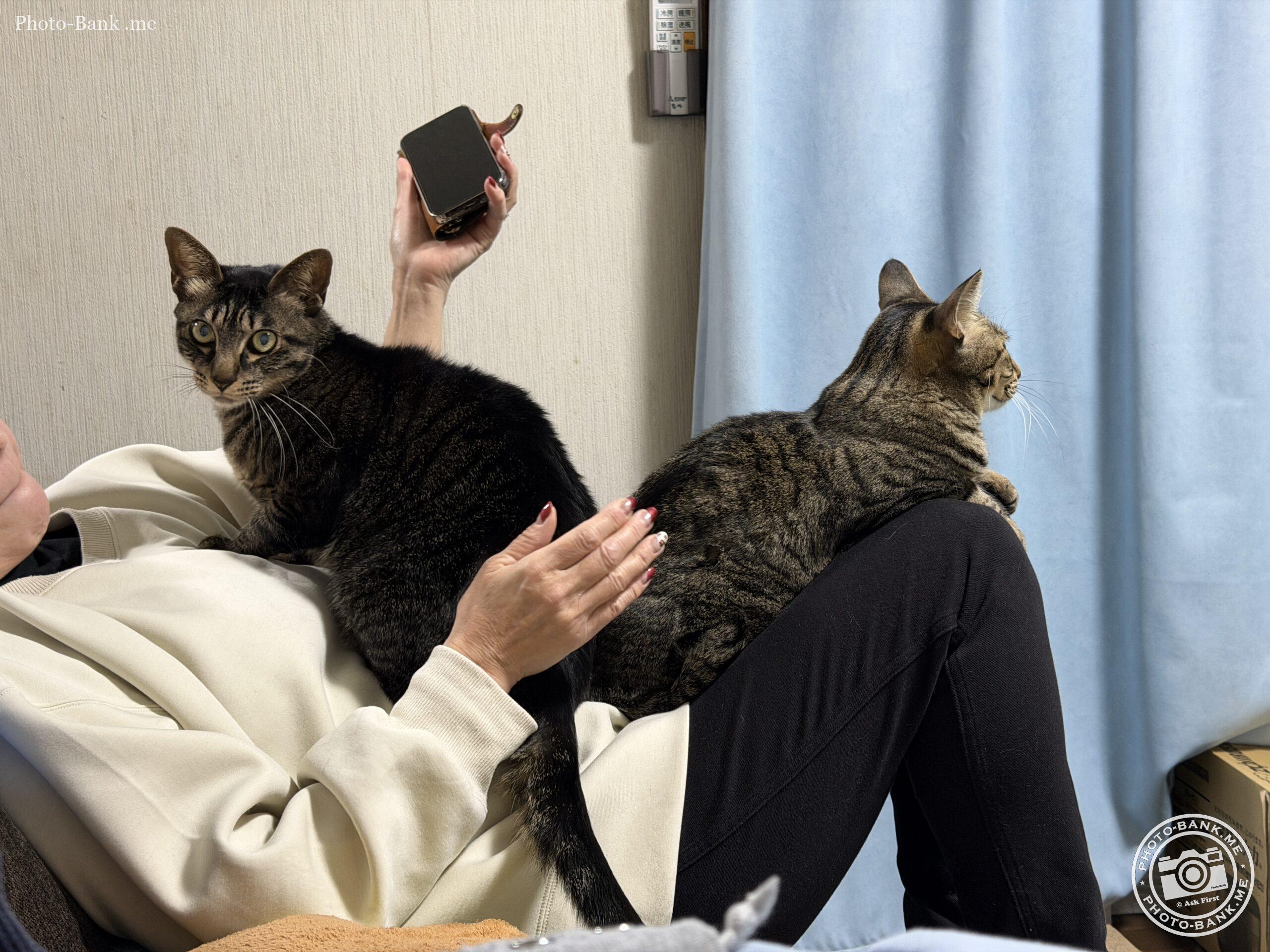 膝の上に二匹の猫が座り、片手にスマホを持つ人物を捉えた室内写真。