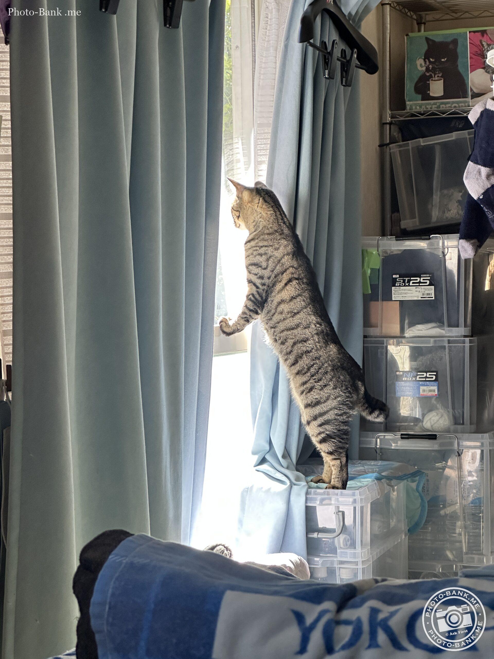 日差しを浴びて伸びをする猫が窓辺にいる写真。背景には収納ケースが並ぶ。