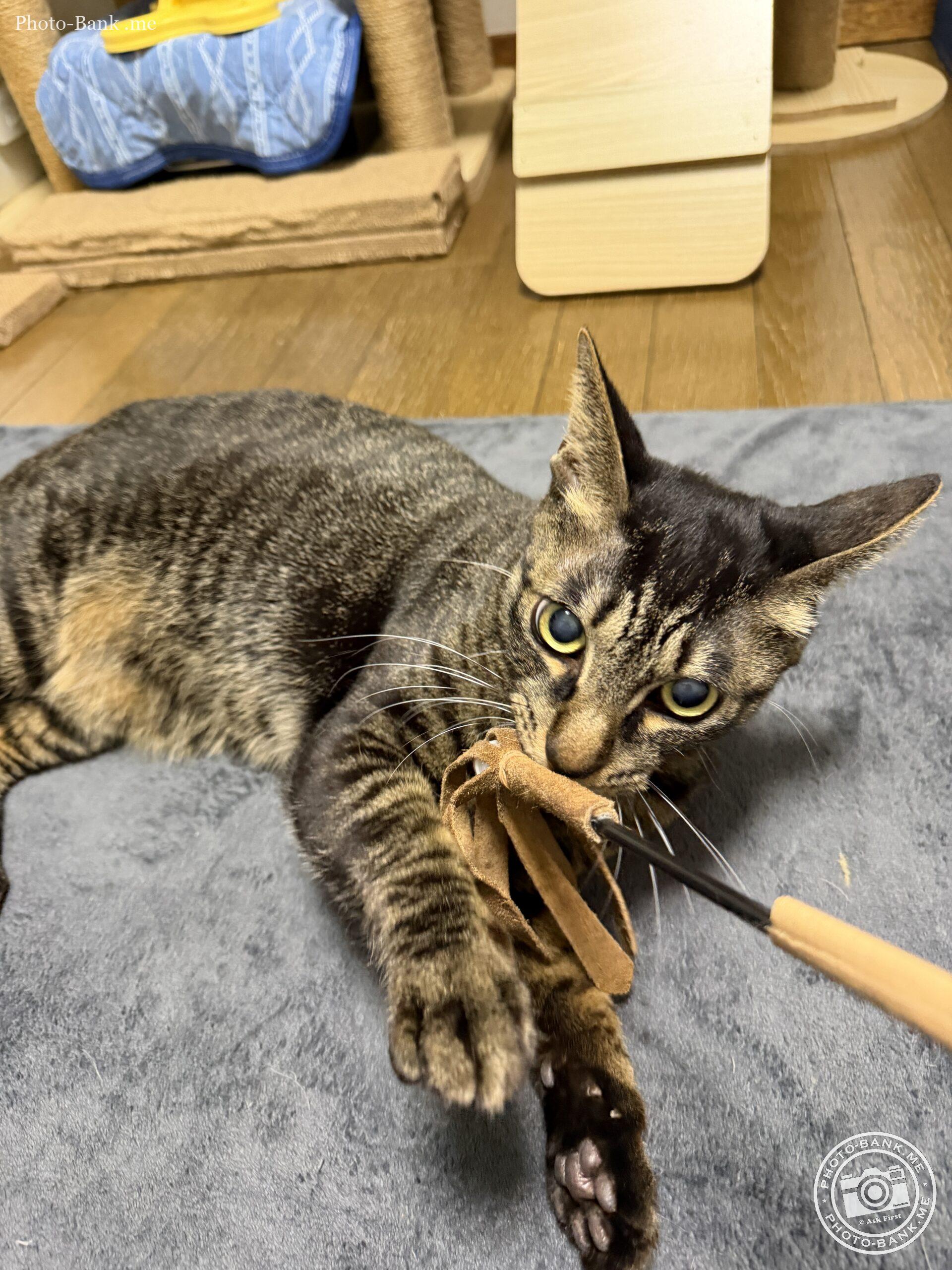 猫が猫じゃらしを噛みつき、グレーのクッションの上で遊んでいる様子