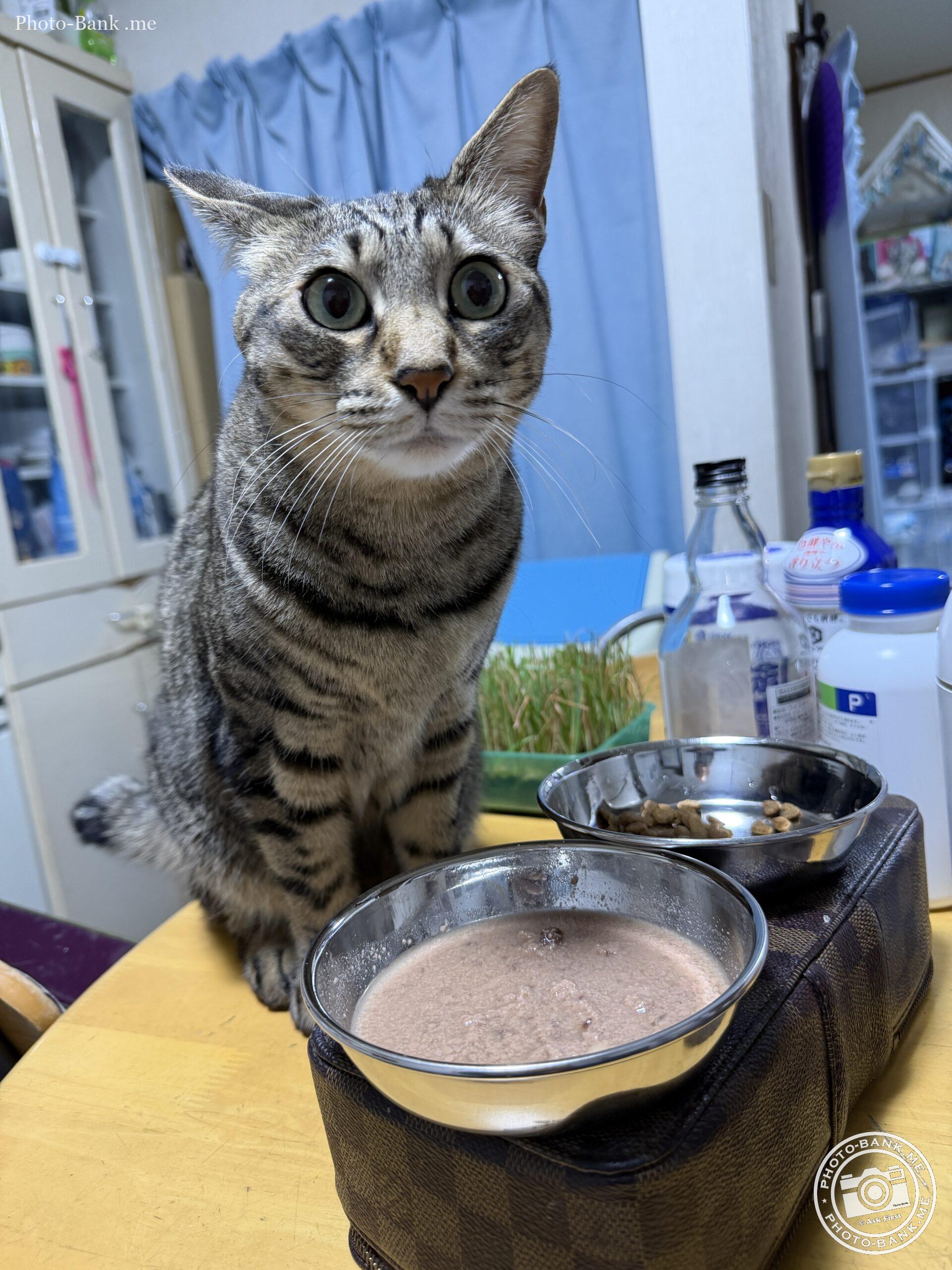 ダイニングテーブルで食事を待つ好奇心旺盛な猫、キャットフードと水