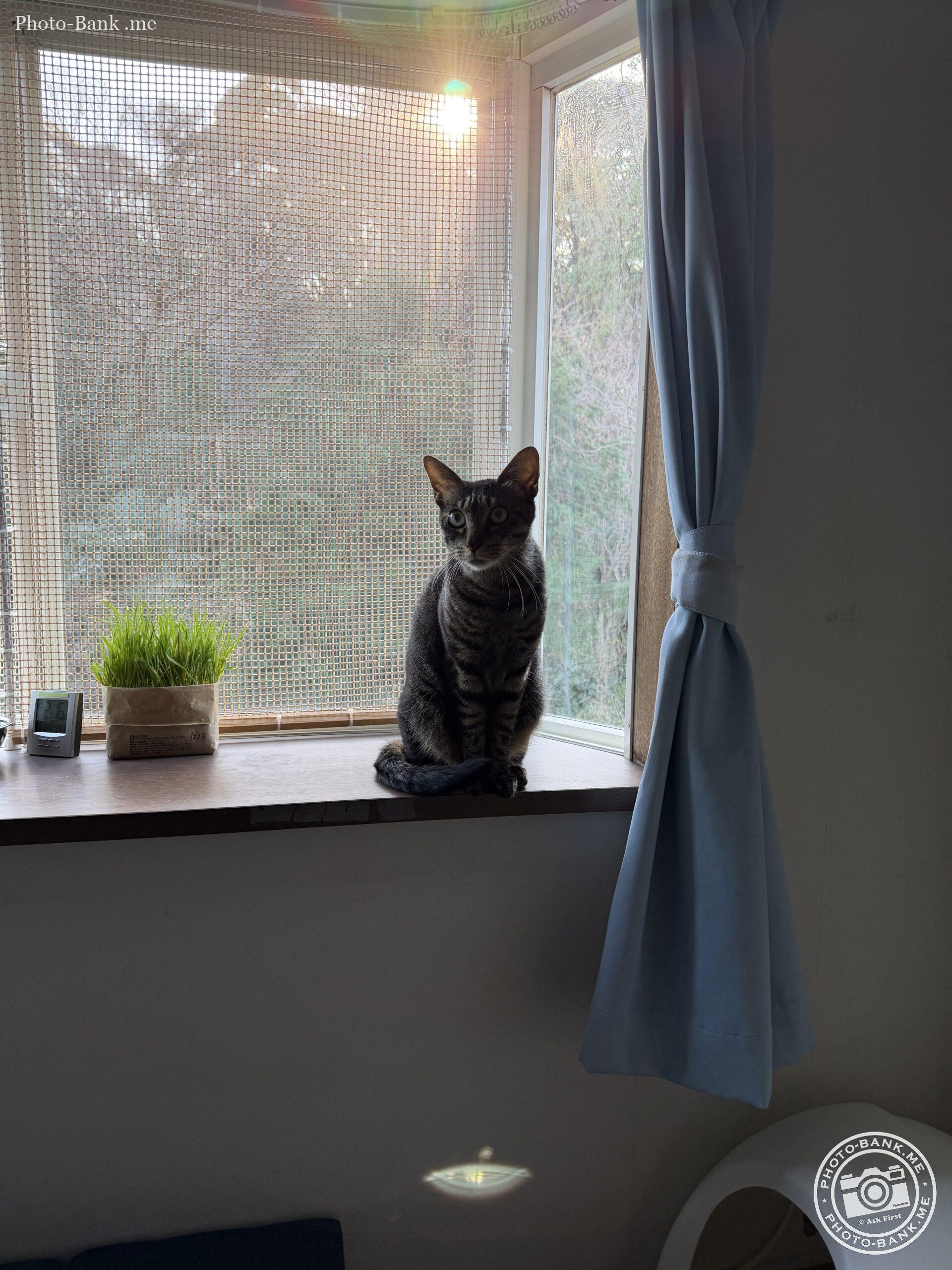 窓辺に猫が座り、こちらを見ている。背景にはカーテン、窓、外の景色が見える。