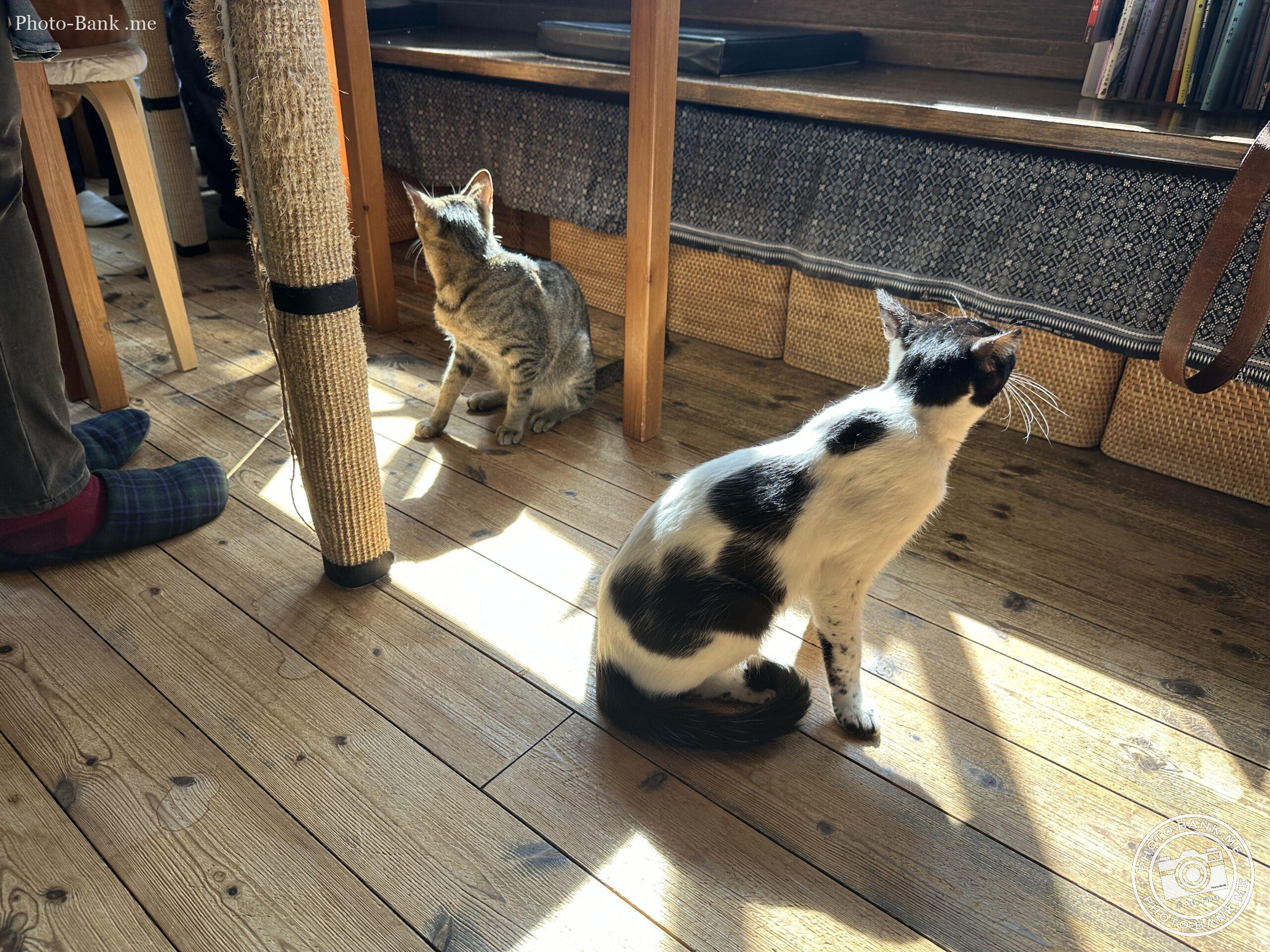 鎌倉ねこの間にて撮影された、陽光の差し込む室内でくつろぐ2匹の猫