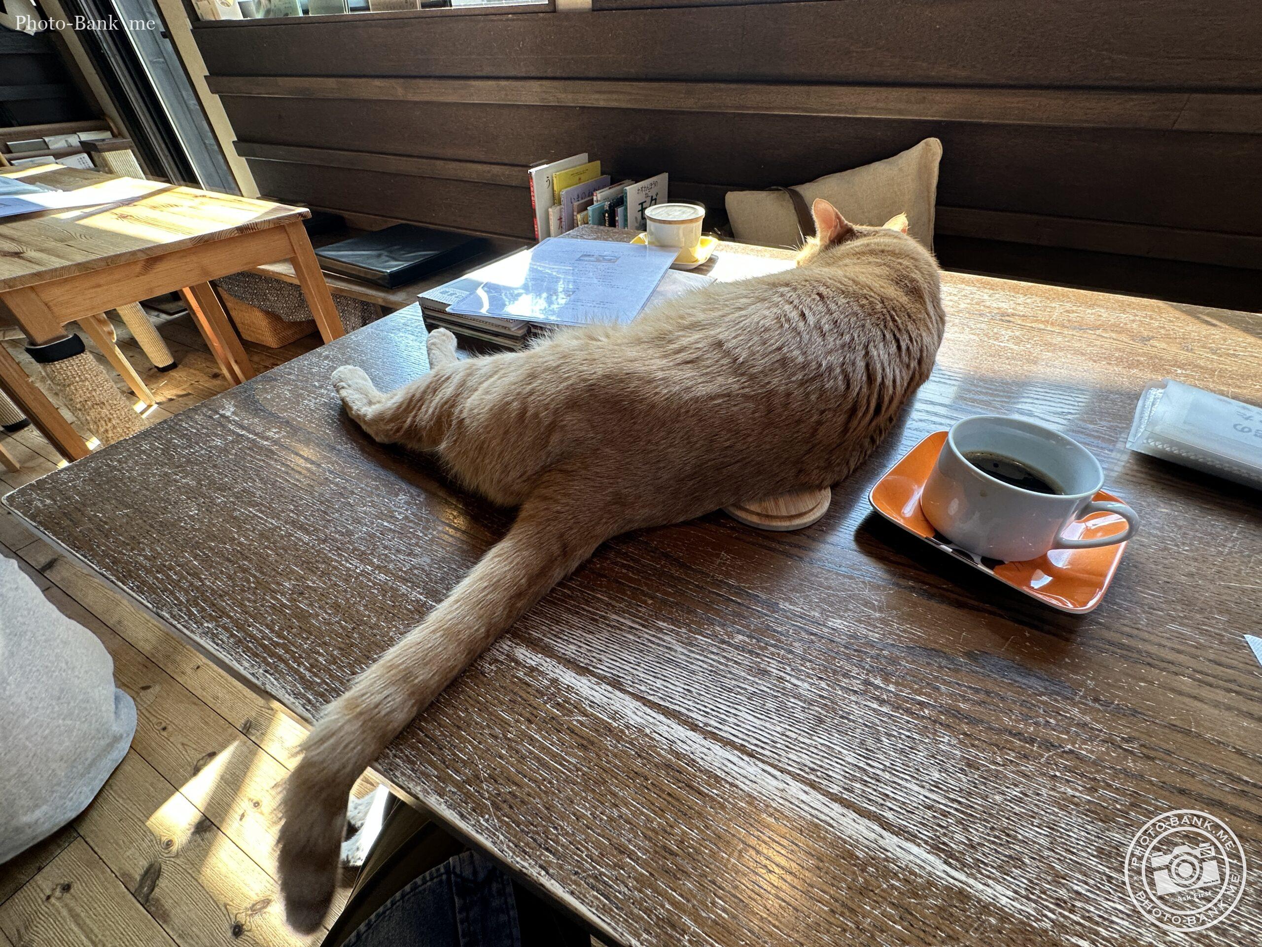 鎌倉ねこの間にて撮影。陽光が差し込むテーブルで、猫が伸びをしてくつろぎ、コーヒーカップが置かれている。