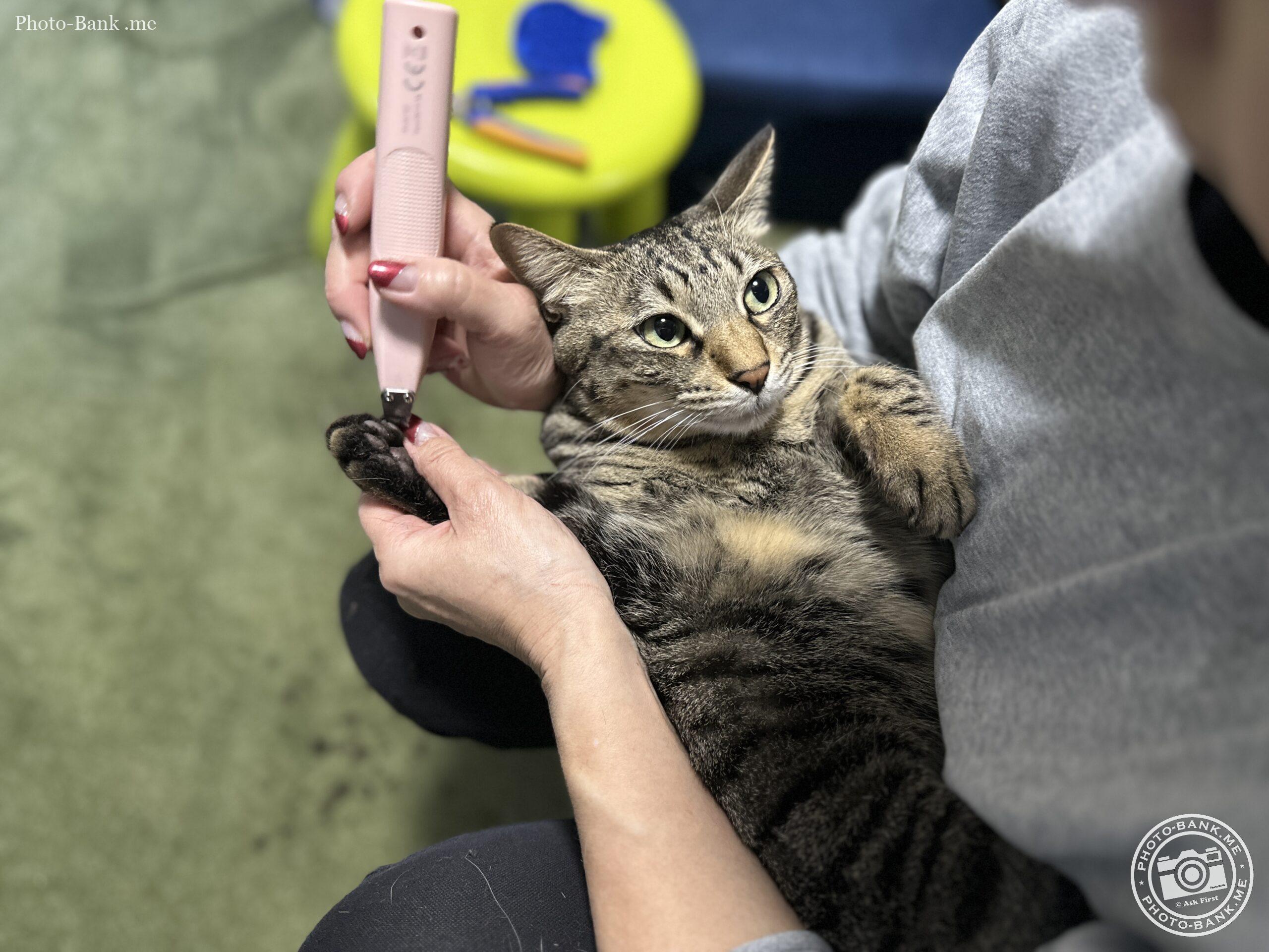 猫の爪切り：飼い主が猫を抱きかかえ、ピンクの爪切りで爪を切っている様子。猫は安心した表情。
