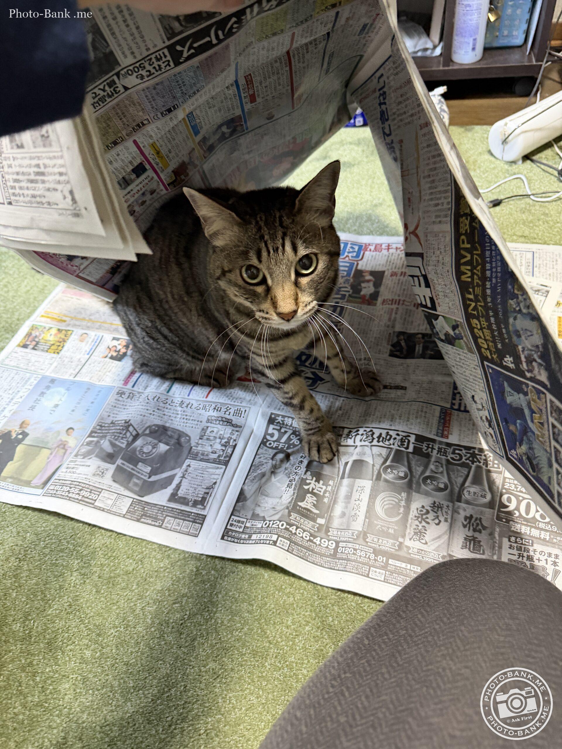 新聞紙の中でこちらを見上げる猫。周囲には記事や広告が見える。