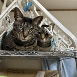 物干しラックの上の兄弟猫、日向ぼっこでリラックス。二匹の猫が物干しラックの上に座っている。