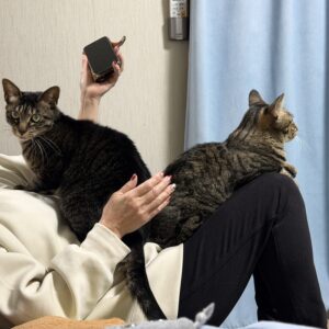 膝の上に二匹の猫が座り、片手にスマホを持つ人物を捉えた室内写真。