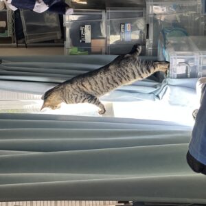 日差しを浴びて伸びをする猫が窓辺にいる写真。背景には収納ケースが並ぶ。