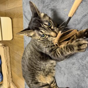 猫が猫じゃらしを噛みつき、グレーのクッションの上で遊んでいる様子
