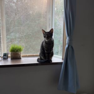 窓辺に猫が座り、こちらを見ている。背景にはカーテン、窓、外の景色が見える。