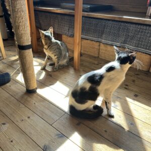 鎌倉ねこの間にて撮影された、陽光の差し込む室内でくつろぐ2匹の猫