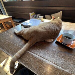 鎌倉ねこの間にて撮影。陽光が差し込むテーブルで、猫が伸びをしてくつろぎ、コーヒーカップが置かれている。
