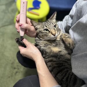 猫の爪切り：飼い主が猫を抱きかかえ、ピンクの爪切りで爪を切っている様子。猫は安心した表情。