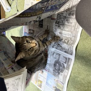 新聞紙の中でこちらを見上げる猫。周囲には記事や広告が見える。